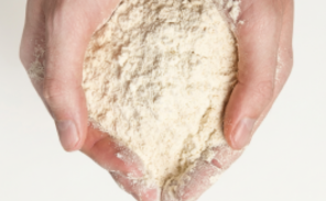 Galactomyces